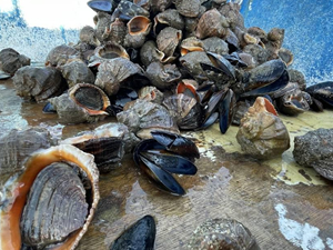 İlk çeyrekte 1 milyon dolarlık deniz salyangozu ihraç edildi