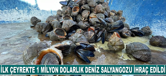 İlk çeyrekte 1 milyon dolarlık deniz salyangozu ihraç edildi