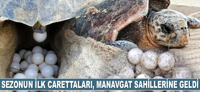 Sezonun ilk carettaları, Manavgat sahillerine geldi