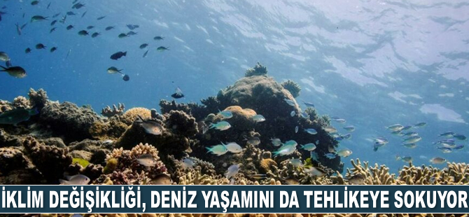 İklim değişikliği, deniz yaşamını da tehlikeye sokuyor