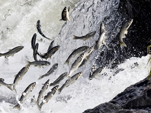Van’da inci kefalini kaçak avlayanlara göz açtırılmıyor