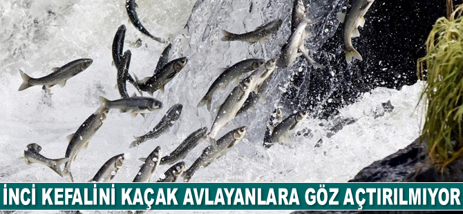 Van’da inci kefalini kaçak avlayanlara göz açtırılmıyor