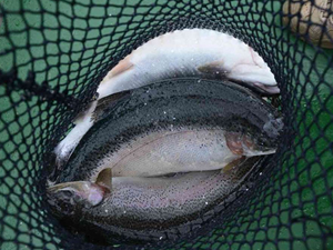 Ordu'da üretilen kültür balıkları, Rusya ve Japonya’ya ihraç ediliyor