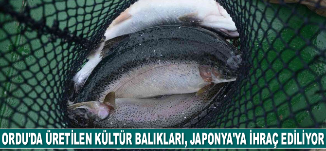 Ordu'da üretilen kültür balıkları, Rusya ve Japonya’ya ihraç ediliyor