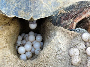 İztuzu'nda sezonun ilk caretta yuvası tespit edildi