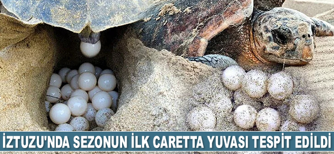 İztuzu'nda sezonun ilk caretta yuvası tespit edildi
