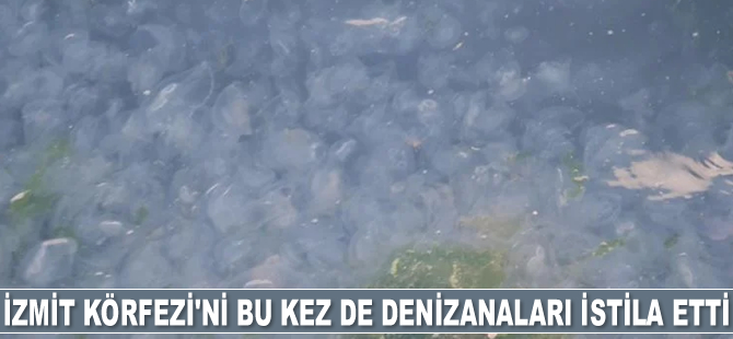 İzmit Körfezi’ni bu kez de denizanaları istila etti