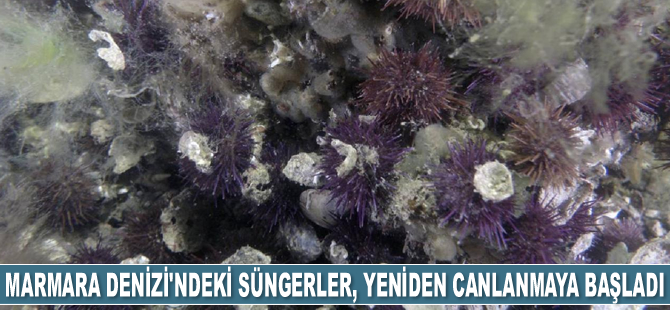 Marmara Denizi'ndeki süngerler, yeniden canlanmaya başladı