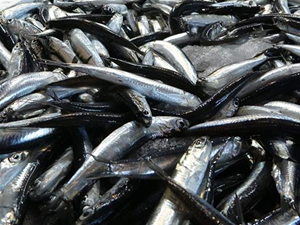 Doğu Karadeniz’den 716 bin dolarlık hamsi ihracatı gerçekleştirildi