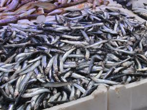 Sinop’ta tezgahtaki hamsinin fiyatı cep yakıyor