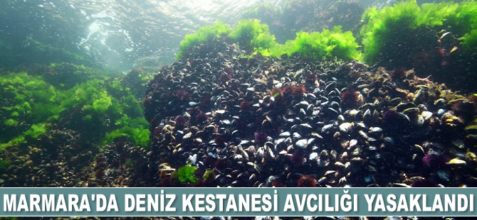 Marmara'da deniz kestanesi avcılığı yasaklandı