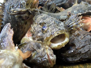 Karadeniz’in ‘çarpanı’ iskorpit tezgahta kendini gösterdi