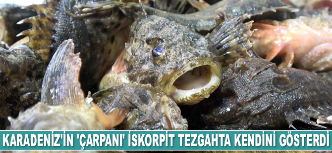 Karadeniz’in ‘çarpanı’ iskorpit tezgahta kendini gösterdi