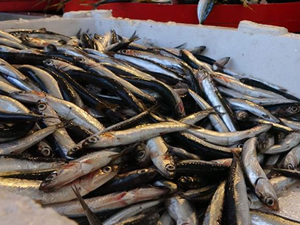 Kıyı balıkçılarının ağlarına takılan hamsi, alıcılarını bekliyor