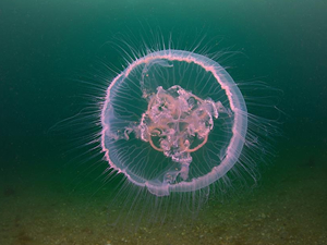 Bursa’nın sualtı zenginlikleri gün yüzüne çıkıyor