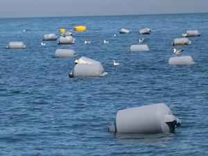 Yalova açıklarında kurulan 4 midye çiftliğinde ilk hasat haziranda yapılacak