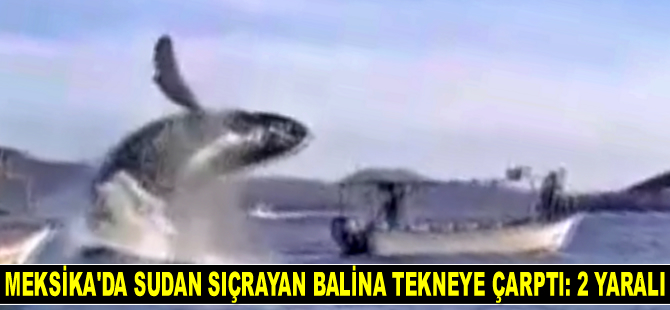 Meksika’da sudan sıçrayan balina tekneye çarptı: 2 yaralı