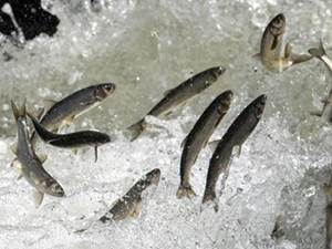 İnci kefalinin yolculuğu devam ediyor