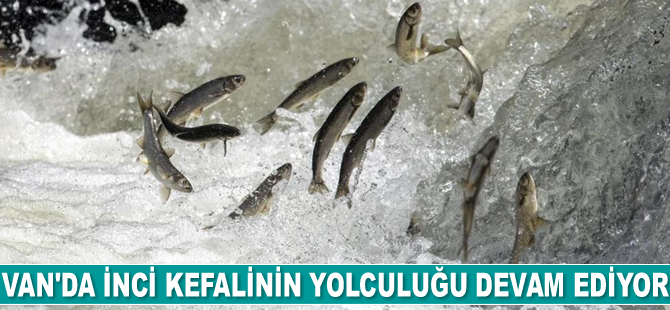 İnci kefalinin yolculuğu devam ediyor