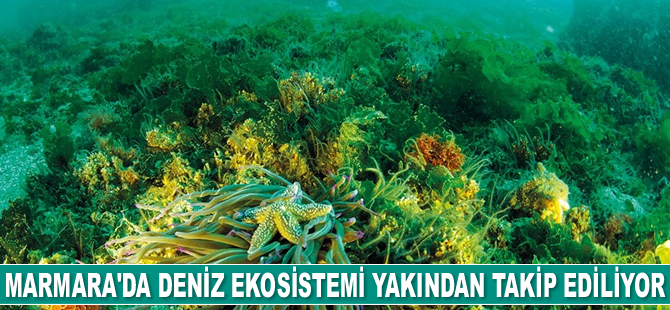 Marmara’da deniz ekosistemi yakından takip ediliyor