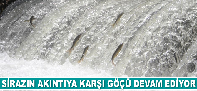 Sirazın akıntıya karşı göçü devam ediyor