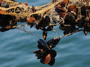 Yalova’daki midye çiftliklerinden yıllık 200 milyon TL gelir elde edilmesi hedefleniyor