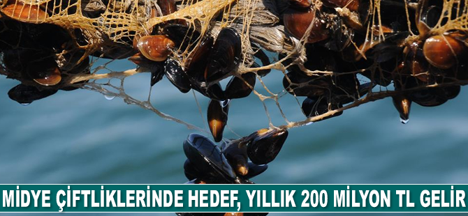 Yalova’daki midye çiftliklerinden yıllık 200 milyon TL gelir elde edilmesi hedefleniyor