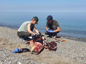Karadeniz’deki yunus ölümleri araştırılıyor