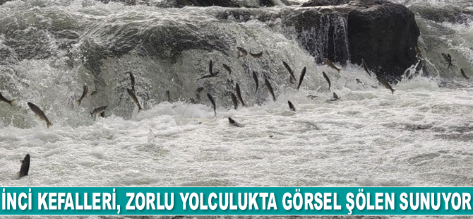 İnci kefalleri, zorlu yolculukta görsel şölen sunuyor