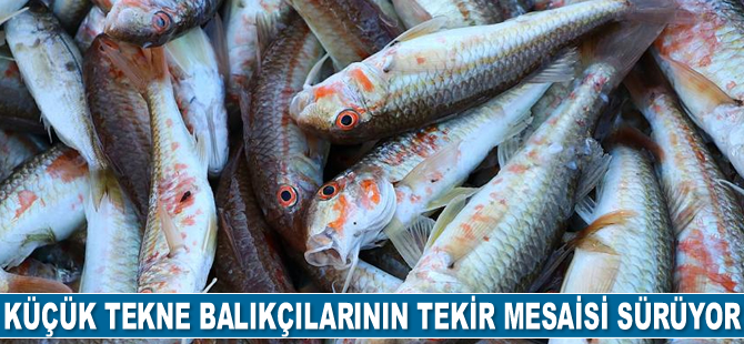 Küçük tekne balıkçılarının tekir mesaisi sürüyor