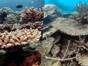 Büyük Mercan Resifi'nin yüzde 90'ında ağarma görüldü