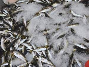 Tezgahları, amatör balıkçıların tuttuğu istavritler süslüyor