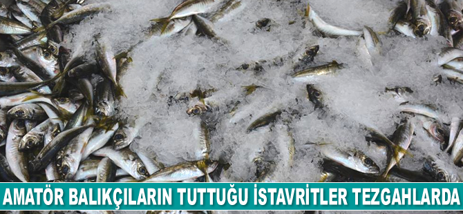 Tezgahları, amatör balıkçıların tuttuğu istavritler süslüyor