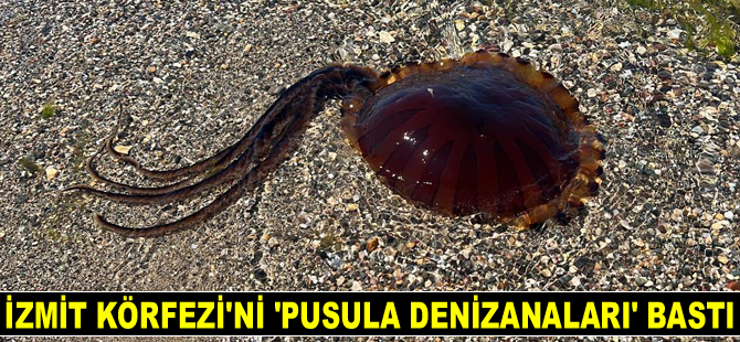 İzmit Körfezi'ni 'pusula denizanaları' bastı