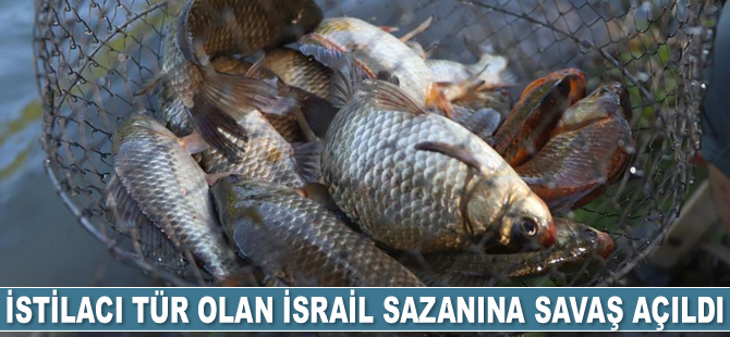 İstilacı tür olan İsrail sazanına savaş açıldı