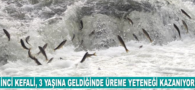 İnci kefali, yumurta bırakmak için kilometrelerce yol kat ediyor