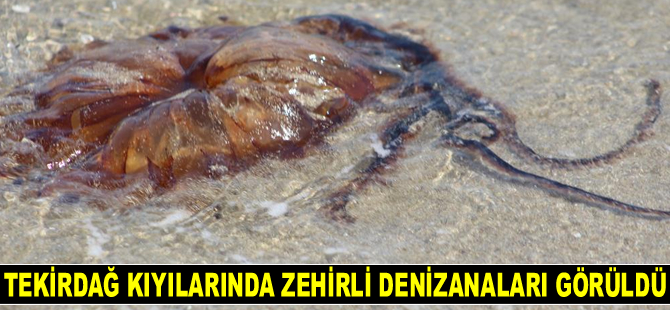 Tekirdağ kıyılarında zehirli denizanaları görüldü