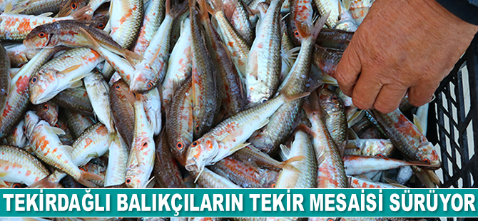 Tekirdağlı balıkçıların tekir mesaisi sürüyor