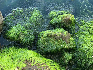 İzmir Körfezi'ni deniz marulu istila etti