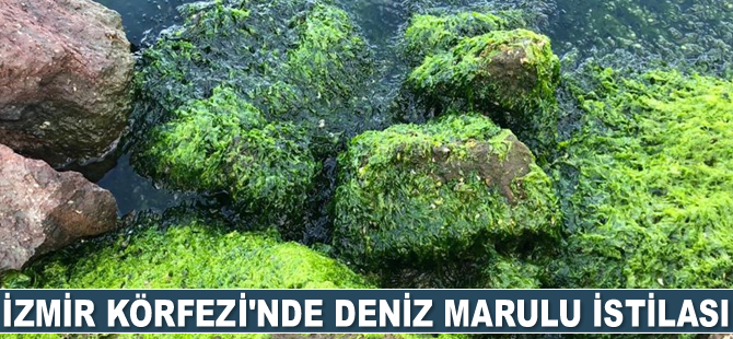 İzmir Körfezi'ni deniz marulu istila etti
