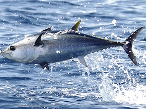 Mavi yüzgeçli orkinoslarda parazit yayılımı 3 kar arttı