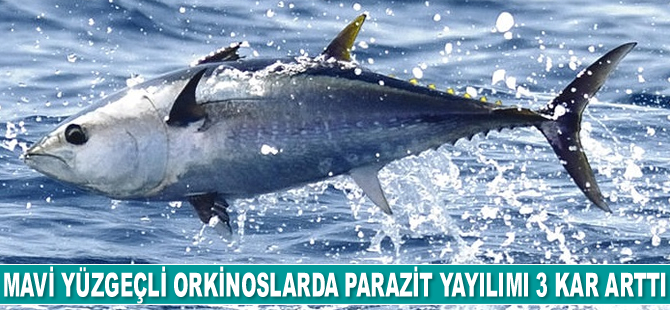 Mavi yüzgeçli orkinoslarda parazit yayılımı 3 kar arttı