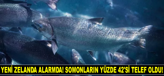 Yeni Zelanda alarmda! Somonların yüzde 42’si telef oldu!