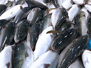 Güney Kore, Japonya'nın deniz ürünlerine koyduğu ithalat yasağını devam ettirecek