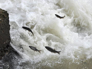 Kars’ta balıkların ölüm göçü başladı