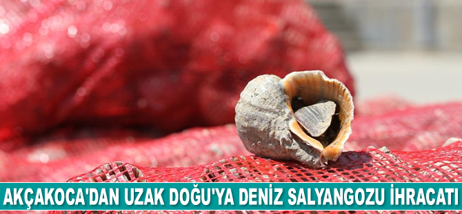 Akçakocalı balıkçıların salyangoz avı mesaisi başladı