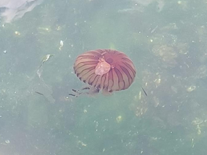 Kızıl denizanaları, gemilerin özel havuzlarında kıtaları değiştiriyorlar