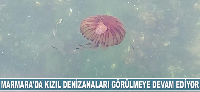 Kızıl denizanaları, gemilerin özel havuzlarında kıtaları değiştiriyorlar