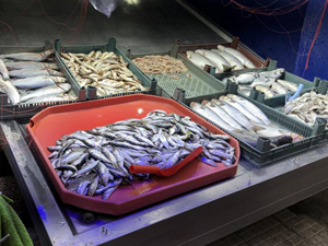 Tezgahları kıyı balıkları süslüyor