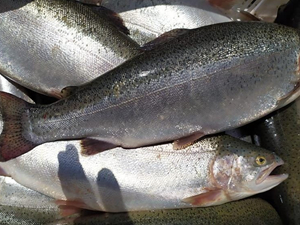 Yozgat’ta üretilen balıklar, Avrupa ülkelerine ihraç ediliyor